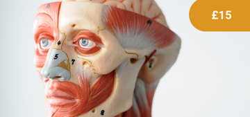 Aesthetics: Facial Anatomy